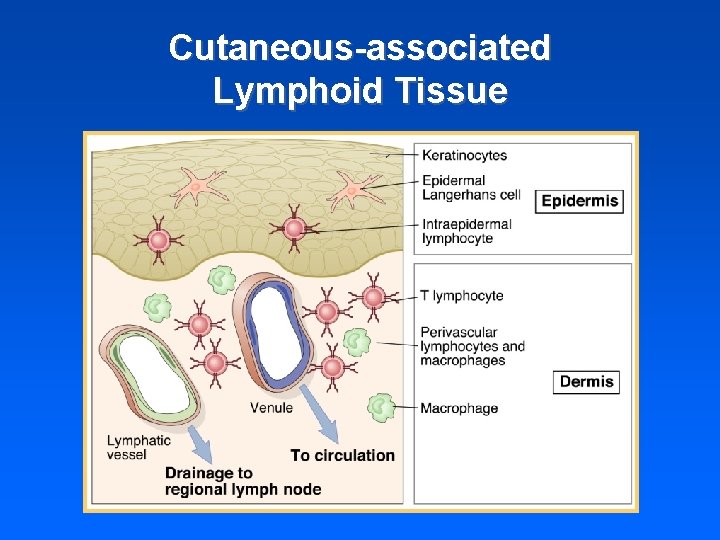 Cutaneous-associated Lymphoid Tissue 
