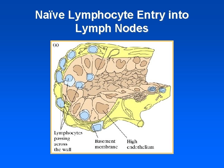 Naïve Lymphocyte Entry into Lymph Nodes 