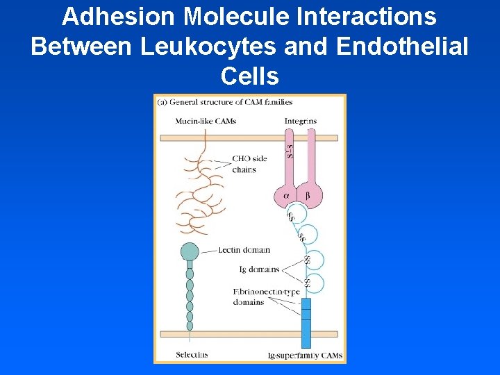Adhesion Molecule Interactions Between Leukocytes and Endothelial Cells 