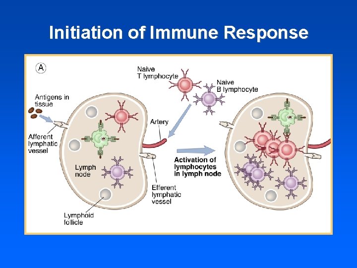 Initiation of Immune Response 