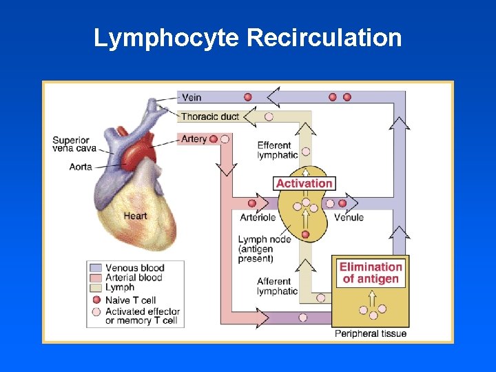 Lymphocyte Recirculation 