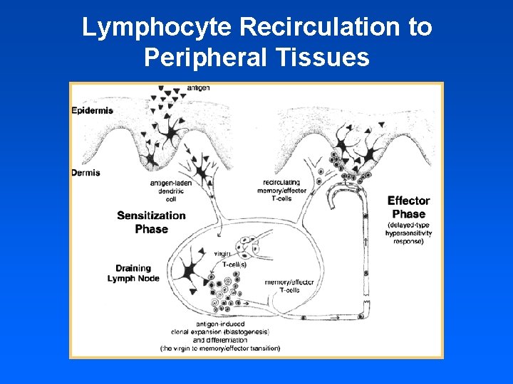 Lymphocyte Recirculation to Peripheral Tissues 