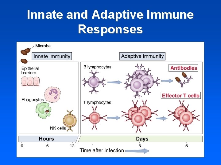 Innate and Adaptive Immune Responses 