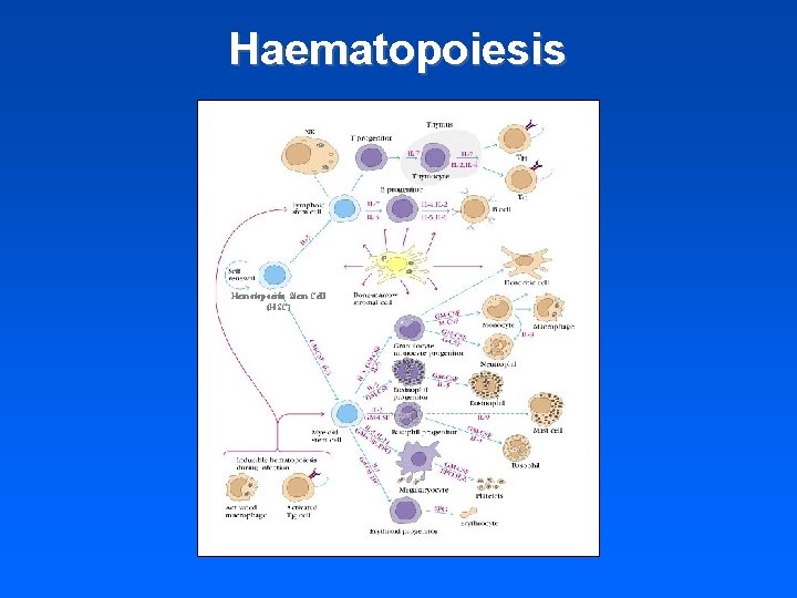 Haematopoiesis Hemotopoeitic Stem Cell (HSC) 