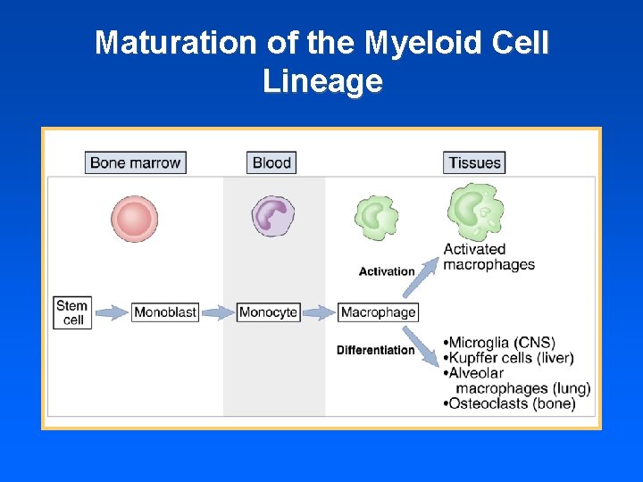 Maturation of the Myeloid Cell Lineage 