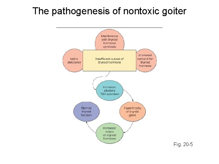 The pathogenesis of nontoxic goiter Fig. 20 -5 