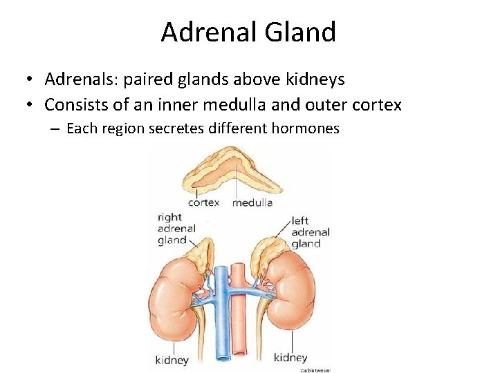 Adrenal Gland • Adrenals: paired glands above kidneys • Consists of an inner medulla