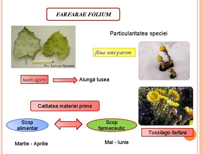 FARFARAE FOLIUM Particularitatea speciei filius ante patrem tusin agere Alungă tusea Calitatea materiei prime