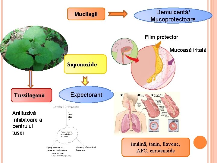 Mucilagii Demulcentă/ Mucoprotectoare Film protector Mucoasă iritată Saponozide Tussilagonă Expectorant Antitusivă Inhibitoare a centrului