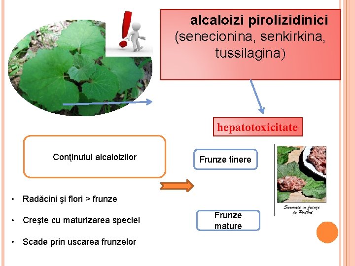 alcaloizi pirolizidinici (senecionina, senkirkina, tussilagina) hepatotoxicitate Conţinutul alcaloizilor Frunze tinere • Radăcini şi flori