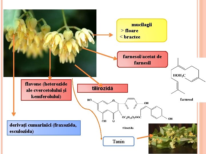 mucilagii > floare < bractee farnesol/acetat de farnesil flavone (heterozide ale cvercetolului şi kemferolului)