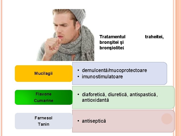 Tratamentul bronşitei și bronşiolitei traheitei, Mucilagii • demulcentă/mucoprotectoare • imunostimulatoare Flavone Cumarine • diaforetică,