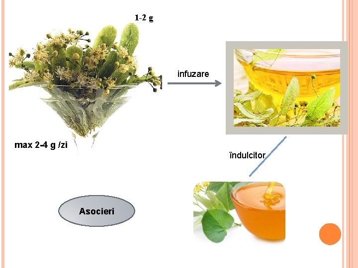 1 -2 g infuzare max 2 -4 g /zi îndulcitor Asocieri 