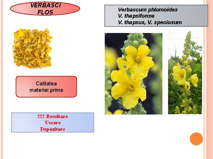 VERBASCI FLOS Calitatea materiei prime !!!! Recoltare Uscare Depozitare Verbascum phlomoides V. thapsiforme V.