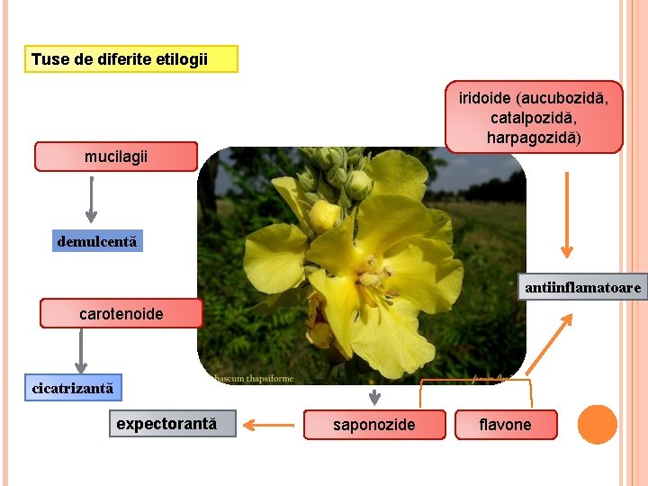 Tuse de diferite etilogii iridoide (aucubozidă, catalpozidă, harpagozidă) mucilagii demulcentă antiinflamatoare carotenoide cicatrizantă expectorantă