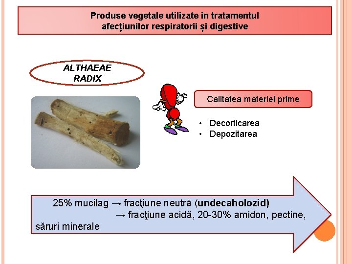 Produse vegetale utilizate în tratamentul afecțiunilor respiratorii și digestive ALTHAEAE RADIX Calitatea materiei prime