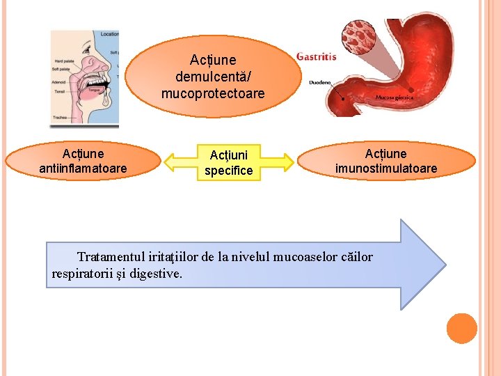 Acțiune demulcentă/ mucoprotectoare Acțiune antiinflamatoare Acţiuni specifice Acțiune imunostimulatoare Tratamentul iritaţiilor de la nivelul