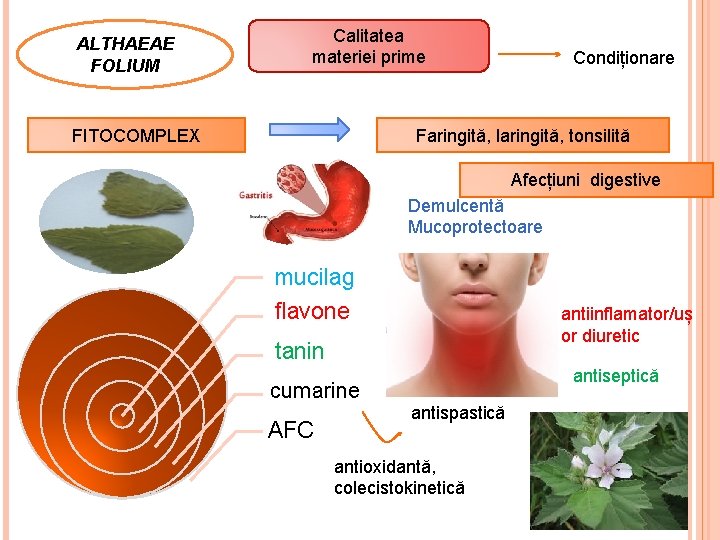 ALTHAEAE FOLIUM Calitatea materiei prime FITOCOMPLEX Condiționare Faringită, laringită, tonsilită Afecțiuni digestive Demulcentă Mucoprotectoare