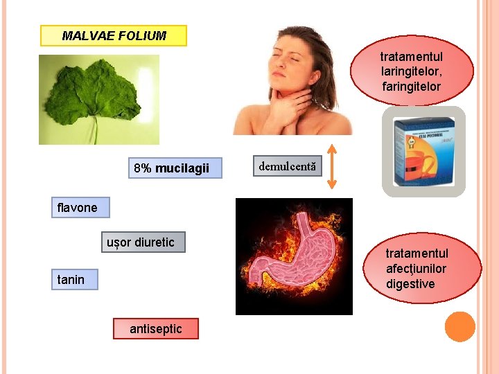 MALVAE FOLIUM tratamentul laringitelor, faringitelor 8% mucilagii demulcentă flavone ușor diuretic tanin antiseptic tratamentul