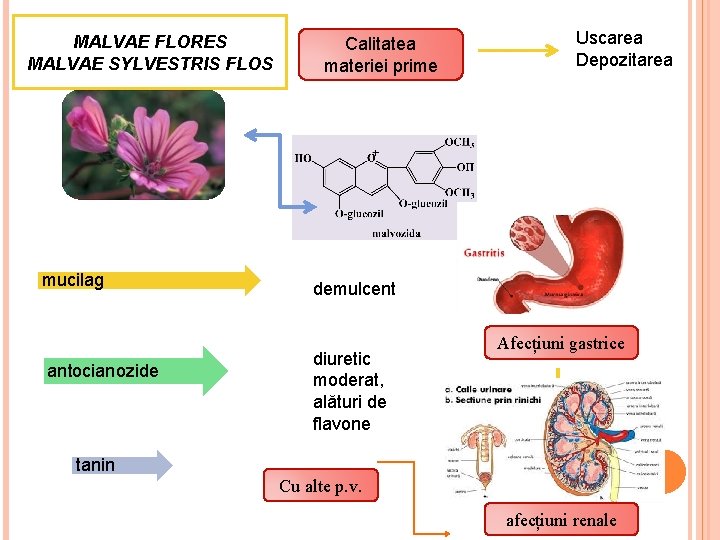 MALVAE FLORES MALVAE SYLVESTRIS FLOS mucilag antocianozide Calitatea materiei prime Uscarea Depozitarea demulcent diuretic