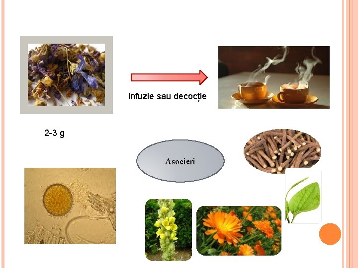 infuzie sau decocție 2 -3 g Asocieri 