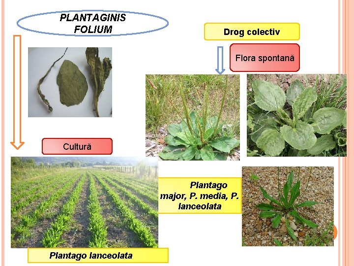 PLANTAGINIS FOLIUM Drog colectiv Flora spontană Cultură Plantago major, P. media, P. lanceolata Plantago