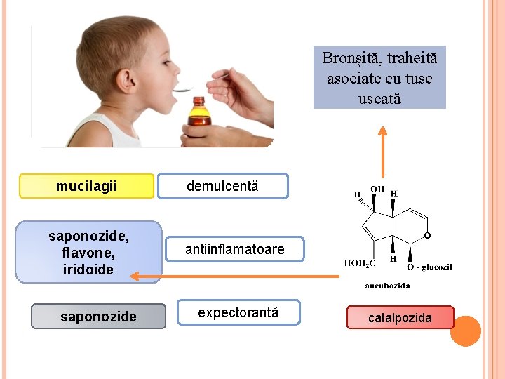 Bronșită, traheită asociate cu tuse uscată mucilagii saponozide, flavone, iridoide saponozide demulcentă antiinflamatoare expectorantă