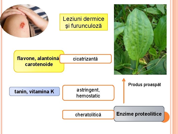 Leziuni dermice şi furunculoză flavone, alantoină, carotenoide cicatrizantă Produs proaspăt tanin, vitamina K astringent,