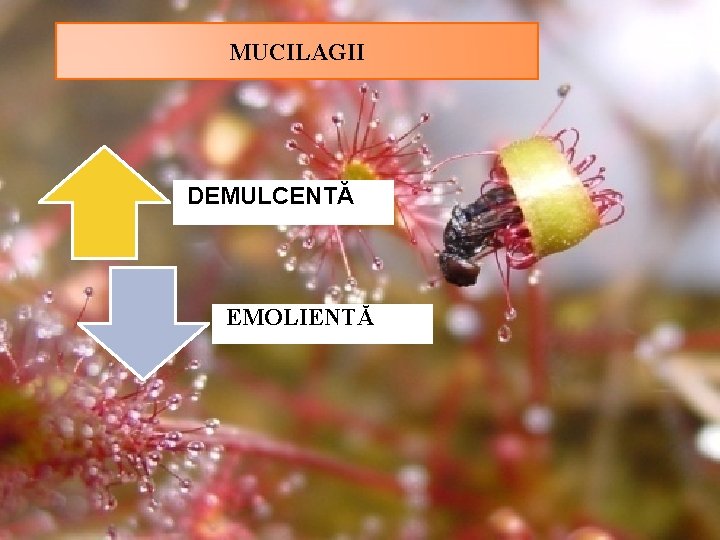 MUCILAGII DEMULCENTĂ EMOLIENTĂ 