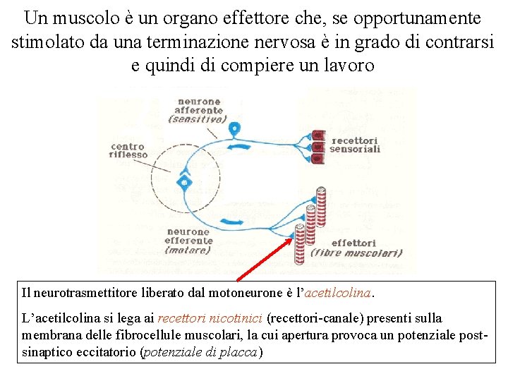 Un muscolo è un organo effettore che, se opportunamente stimolato da una terminazione nervosa