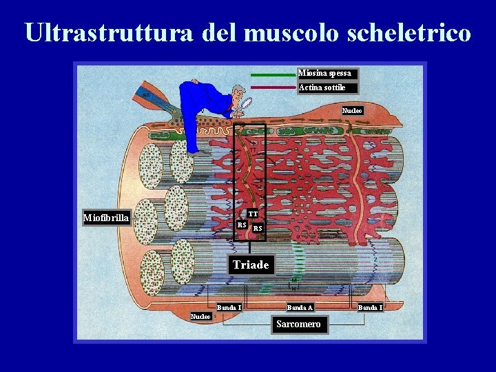 Ultrastruttura del muscolo scheletrico Miosina spessa Actina sottile Nucleo TT Miofibrilla RS RS Triade