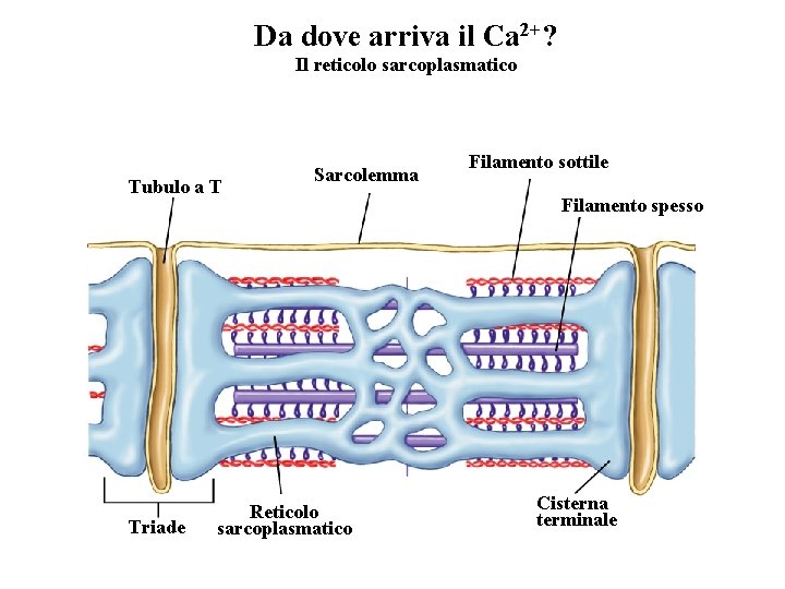 Da dove arriva il Ca 2+? Il reticolo sarcoplasmatico Tubulo a T Triade Sarcolemma