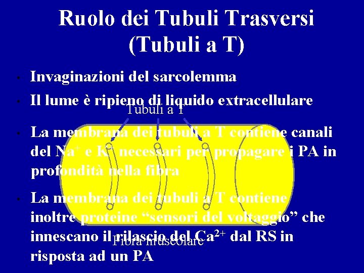 Ruolo dei Tubuli Trasversi (Tubuli a T) • • Invaginazioni del sarcolemma Il lume