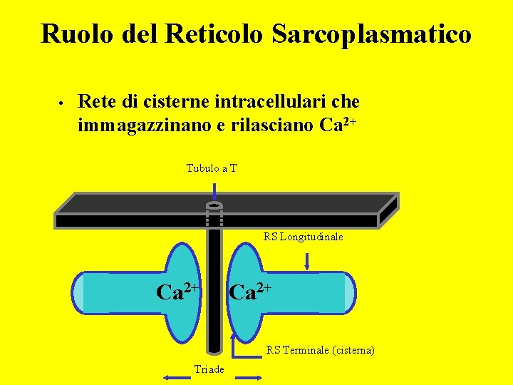 Ruolo del Reticolo Sarcoplasmatico • Rete di cisterne intracellulari che immagazzinano e rilasciano Ca