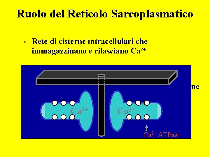 Ruolo del Reticolo Sarcoplasmatico • Rete di cisterne intracellulari che immagazzinano e rilasciano Ca