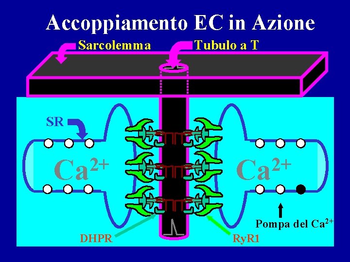 Accoppiamento EC in Azione Sarcolemma Tubulo a T SR 2+ Ca DHPR + +