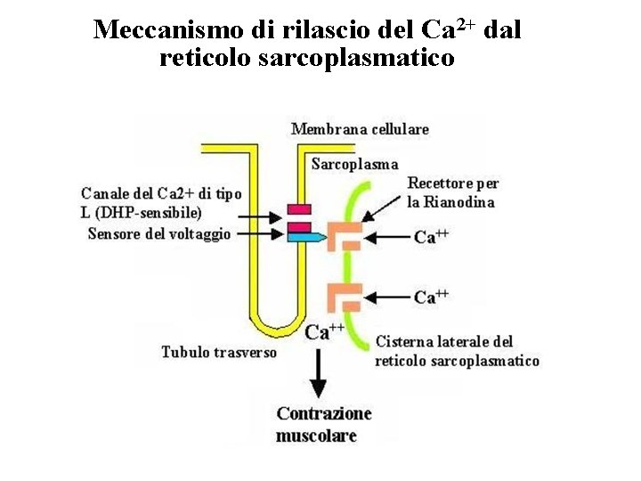 Meccanismo di rilascio del Ca 2+ dal reticolo sarcoplasmatico 