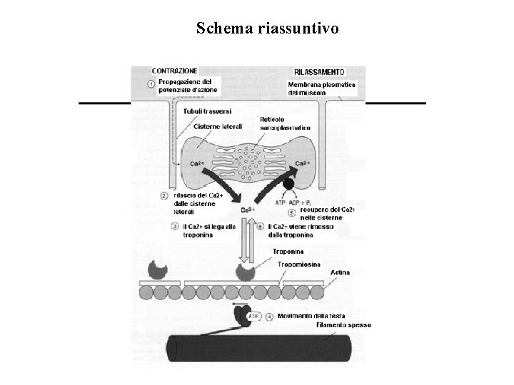 Schema riassuntivo 