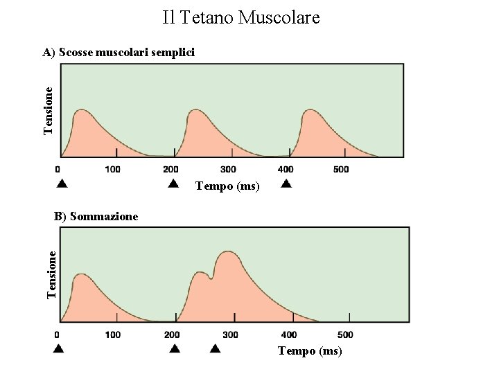 Il Tetano Muscolare Tensione A) Scosse muscolari semplici Tempo (ms) Tensione B) Sommazione Tempo