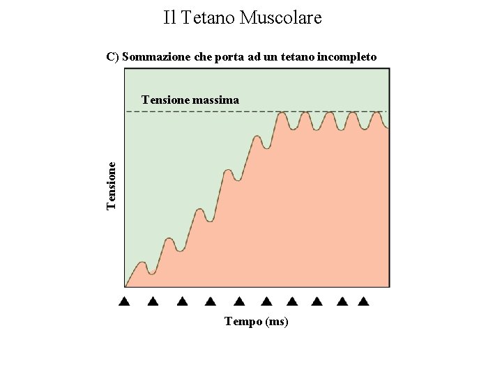 Il Tetano Muscolare C) Sommazione che porta ad un tetano incompleto Tensione massima Tempo