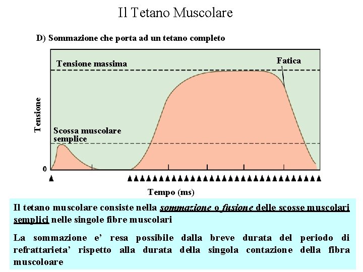 Il Tetano Muscolare D) Sommazione che porta ad un tetano completo Fatica Tensione massima