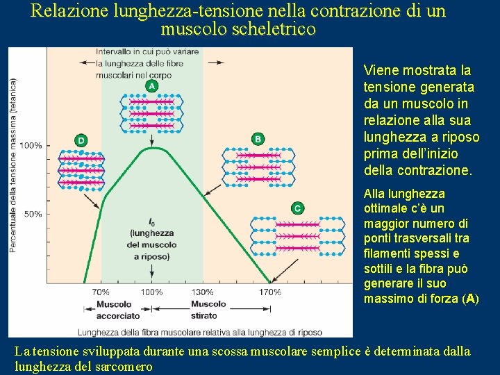 Relazione lunghezza-tensione nella contrazione di un muscolo scheletrico Viene mostrata la tensione generata da