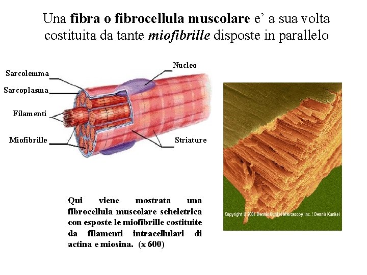 Una fibra o fibrocellula muscolare e’ a sua volta costituita da tante miofibrille disposte