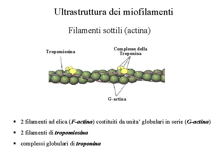 Ultrastruttura dei miofilamenti Filamenti sottili (actina) Tropomiosina Complesso della Troponina G-actina § 2 filamenti