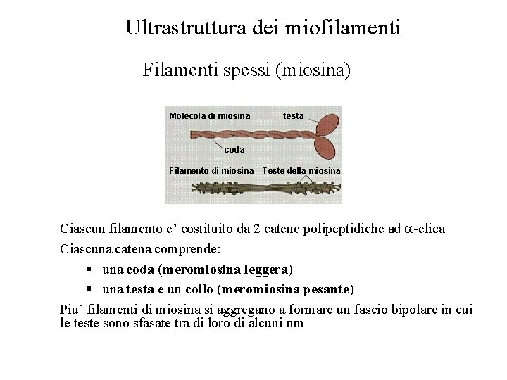 Ultrastruttura dei miofilamenti Filamenti spessi (miosina) Molecola di miosina testa coda Filamento di miosina