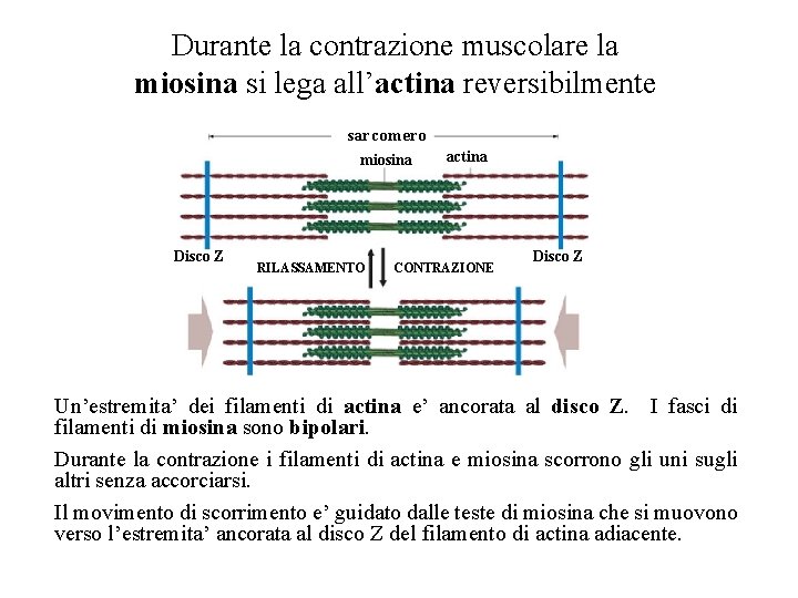 Durante la contrazione muscolare la miosina si lega all’actina reversibilmente sarcomero miosina Disco Z