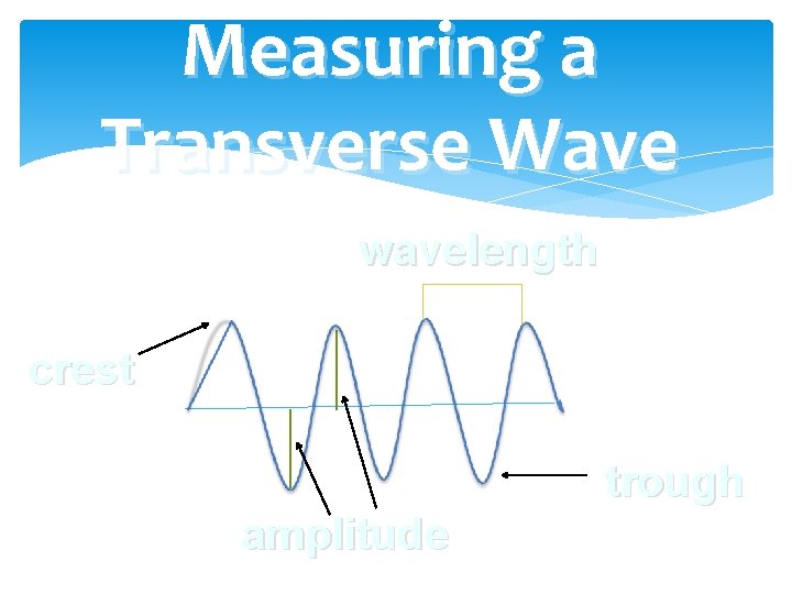 Measuring a Transverse Wave wavelength crest trough amplitude 