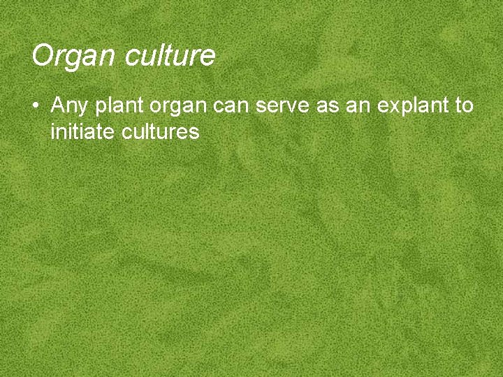 Organ culture • Any plant organ can serve as an explant to initiate cultures