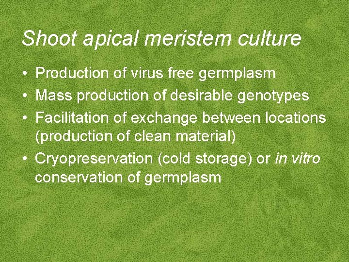 Shoot apical meristem culture • Production of virus free germplasm • Mass production of