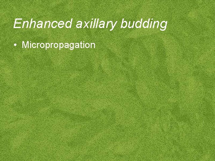 Enhanced axillary budding • Micropropagation 